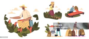 Stages of coffee farming which makes the coffee beans simple to use.