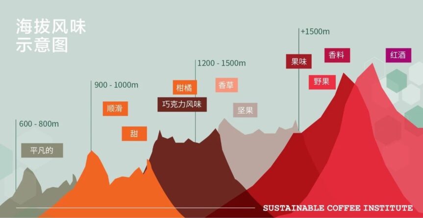 Coffee Bean Density: How It Affects Flavor and Quality